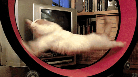 a cat running in a wheel